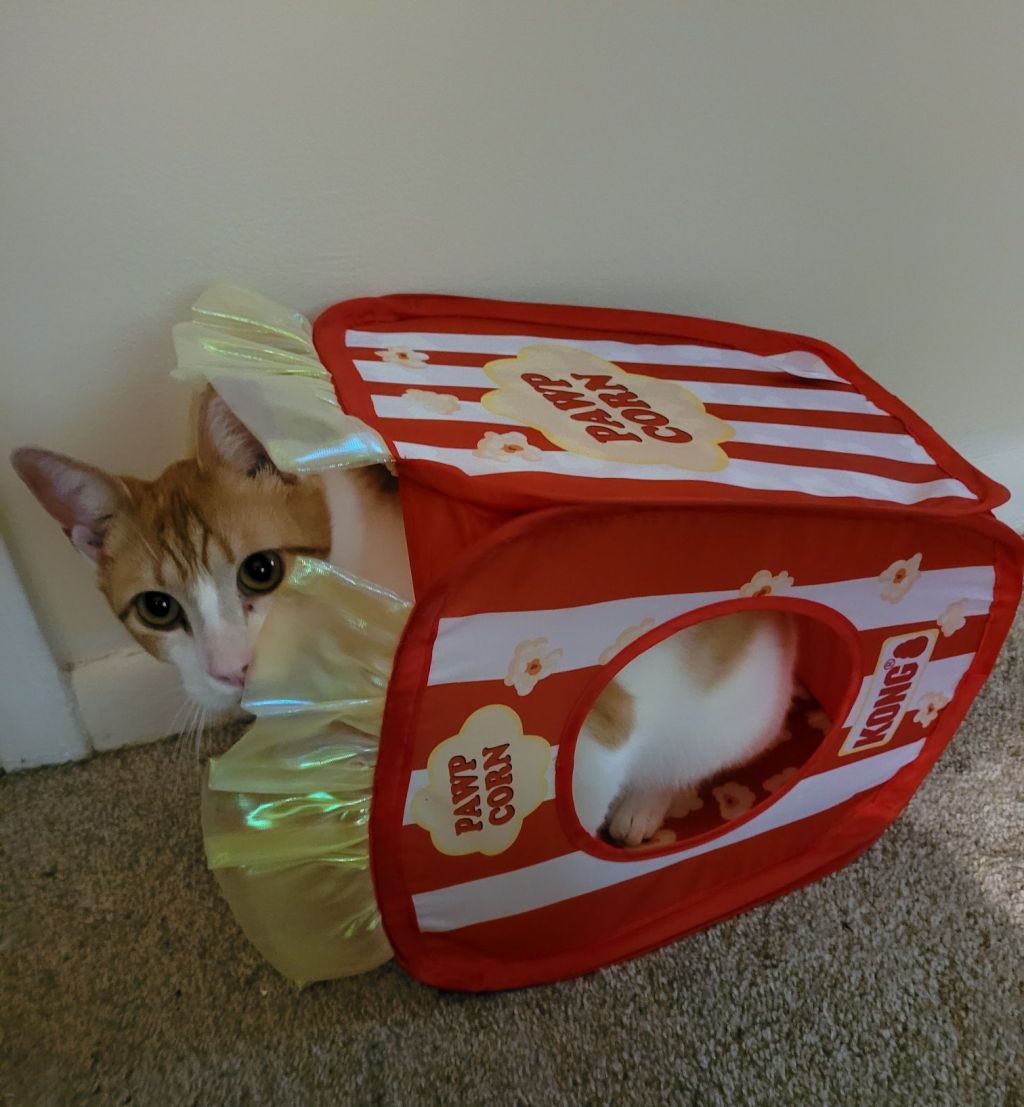 An orange and white cat in a box that looks like a bag of popcorn.